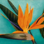 L'oiseau du paradis