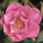Camellia