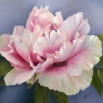 Shimano Fuji Peony