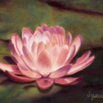 Waterlily