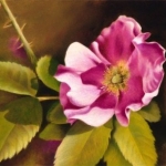 A Wild Rose