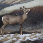 Mule Deer