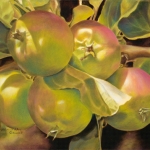 Apples from Peter's Garden