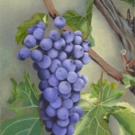 Grapes