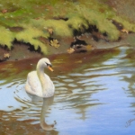 Mute Swan