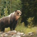 Rocky Mountain Grizzly