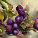Saskatoon Berries