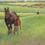Young Colt