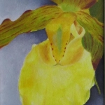 Cypripedium calceolus