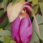 Magenta-Orchid-website