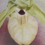 Paph. malipoense