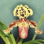 Paphiopedilum henryanum