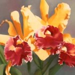 Cattleya
