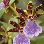 Orchid
