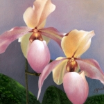 Paphiopedilum #1