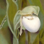 White Lady Slipper